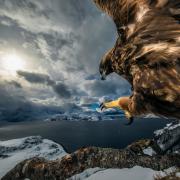 Wildlife Photographer of the Year