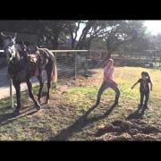 Questo cavallo è un ballerino incredibile