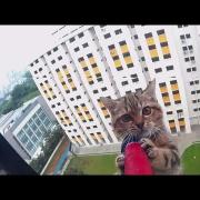 L'incredibile salvataggio del gattino dal dodicesimo piano di un palazzo. Il video