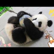 I cuccioli di panda? Provetti sportivi! Guardare per credere...