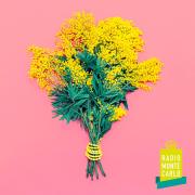 PER LA FESTA DELLA DONNA REGALA  LA MIMOSA DI RMC