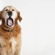 Cosa si nasconde dietro lo sbadiglio dei cani?
