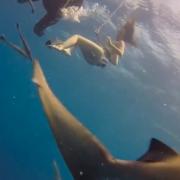 L’animalista nuda tra i predatori del mare 