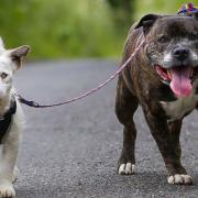 Un Jack Russell cieco e il cane che gli fa da guida cercano casa insieme
