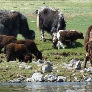 Yak For Life