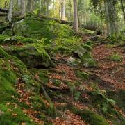 Una gestione forestale sostenibile