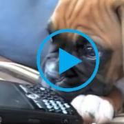 VIDEO: la reazione (dolcissima) di un cucciolo