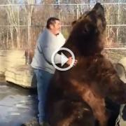 Le dolci coccole all'orso di 700 kg 
