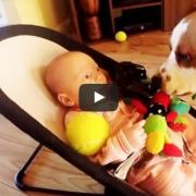 Il cane che chiede scusa al bebè e gli riporta tutti i giocattoli rubati!
