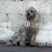 La reazione del cagnolino quando capisce che sarà salvato