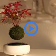 Ecco il bonsai che fluttua nell'aria