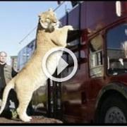 Hercules, il felino pi&ugrave; grande del mondo!