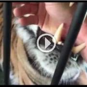 Mette la mano in bocca ad una tigre 