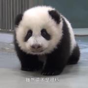 "È ora di andare a dormire!" - disse mamma panda.