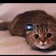 17 febbraio: Festa del Gatto