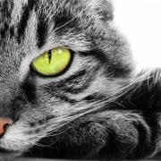 Buona Festa del Gatto a tutti gli amici dei gatti!
