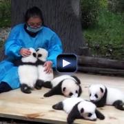 30.000 euro per abbracciare cuccioli di panda