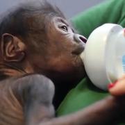 Cucciolo di gorilla nato con il parto cesareo