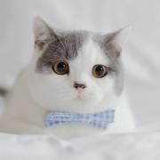 Incredibile, ma vero: guardare on line video e foto di gattini rende più produttivi
