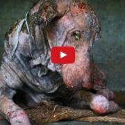 Il ritorno in vita di un cane oramai "morto"