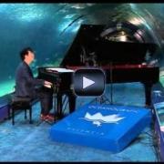 Un concerto in mezzo agli squali