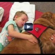 Bambino paralizzato riceve in regalo un cane. Ecco cosa succede