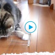 Ecco il test per scoprire se il tuo gatto è mancino o destrorso