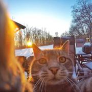 Manny, il micio che ama scattare selfie con gli amici