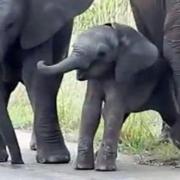 Baby elefante scopre che la sua proboscide si muove per conto suo 







