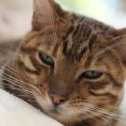 Anche il vostro gatto ha una M sulla fronte?