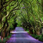 Quanti alberi ci sono in tutto nella strada?