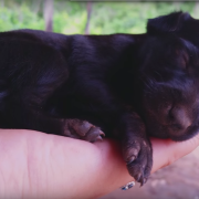 Commuovetevi con questi dolcissimi cuccioli… che stanno nel palmo di una mano!
