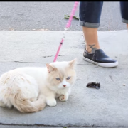 Gatto pigrone? Arriva in soccorso “il passeggiatore” personale!
