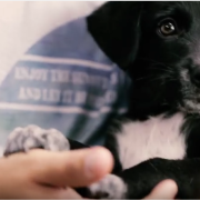 Cuccioli da adottare: guarda il commovente video dedicato a una sorprendente iniziativa brasiliana!
