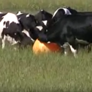 Anche le mucche giocano a palla! Guarda l’incredibile video
