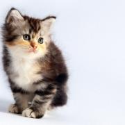 Volete tenere il vostro gatto lontano dalle vostre aiuole preferite? Ecco come fare!
