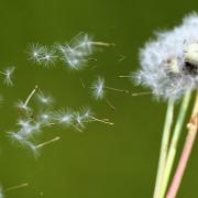 L’allergia sta arrivando. Come difendersi?
