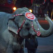 L'ultimo spettacolo degli elefanti al circo Barnum