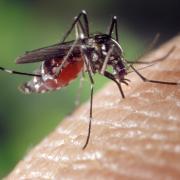 Zanzare, 5 rimedi completamente naturali (e una trappola infallibile)