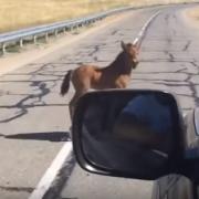 Cavallino rischia la vita, ma un automobilista compie un gesto bellissimo.