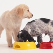 Attenzione: non date mai questi cibi ai vostri cani e gatti
