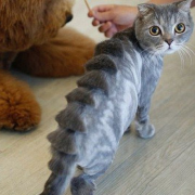 Gatti che si trasformano in dinosauri e non solo. Succede a Taiwan