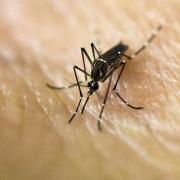 Zanzare, finalmente la trappola infallibile 