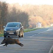 PAOLO CICCARONE, codice della strada: in caso di investimento di un animale esiste un sanzione per omissione di soccorso