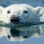 L’orso più triste del mondo che sta facendo indignare il popolo del web
