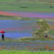 La fioritura delle lenticchie è un trionfo di colori