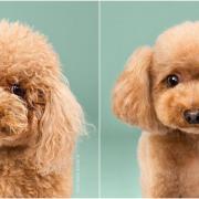 Cagnolini prima e dopo la toelettatura