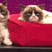 Grumpy Cat in cera al museo Madame Tussauds