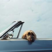 Fido? Ha il passaporto per seguirti in vacanza!
