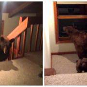 L’orso è dentro casa: l’incredibile video girato in California
